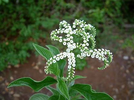 【画像】面白い見た目の植物【ブツブツ禁止】