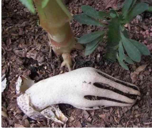 【画像】面白い見た目の植物【ブツブツ禁止】