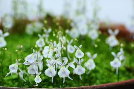 【画像】面白い見た目の植物【ブツブツ禁止】