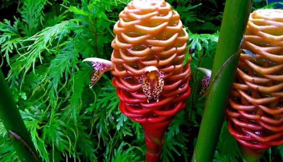 【画像】面白い見た目の植物【ブツブツ禁止】