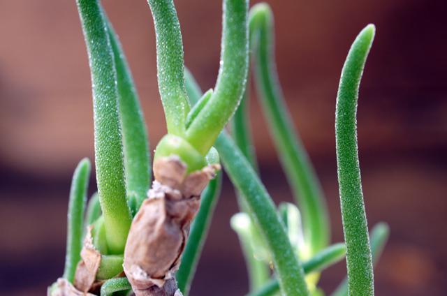 【画像】面白い見た目の植物【ブツブツ禁止】
