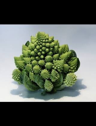 【画像】面白い見た目の植物【ブツブツ禁止】