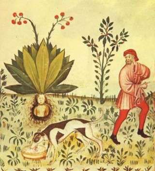 【画像】面白い見た目の植物【ブツブツ禁止】