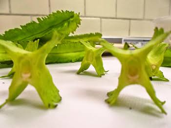 【画像】面白い見た目の植物【ブツブツ禁止】