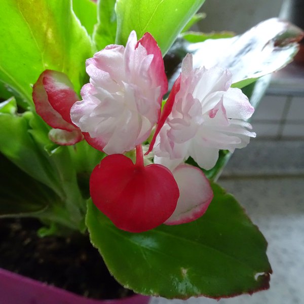 【画像】面白い見た目の植物【ブツブツ禁止】