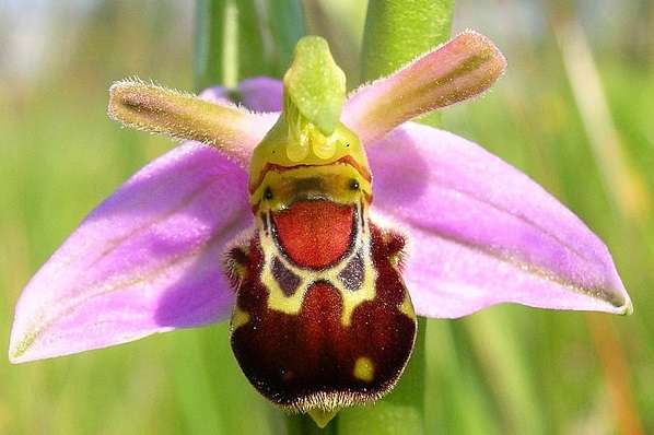 【画像】面白い見た目の植物【ブツブツ禁止】