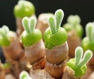 【画像】面白い見た目の植物【ブツブツ禁止】