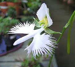 【画像】面白い見た目の植物【ブツブツ禁止】