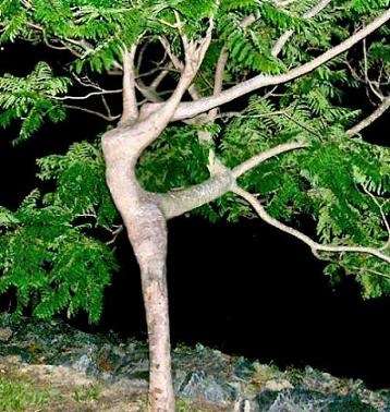 【画像】面白い見た目の植物【ブツブツ禁止】