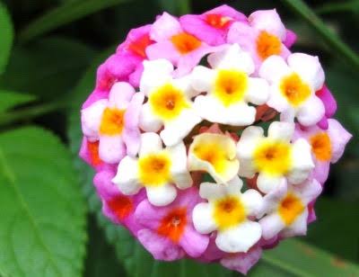 【画像】面白い見た目の植物【ブツブツ禁止】
