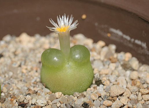 【画像】面白い見た目の植物【ブツブツ禁止】