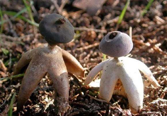 【画像】面白い見た目の植物【ブツブツ禁止】