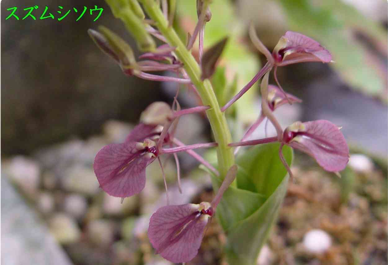 【画像】面白い見た目の植物【ブツブツ禁止】
