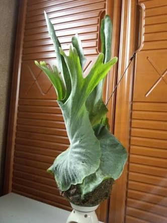 【画像】面白い見た目の植物【ブツブツ禁止】