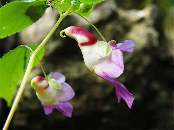 【画像】面白い見た目の植物【ブツブツ禁止】