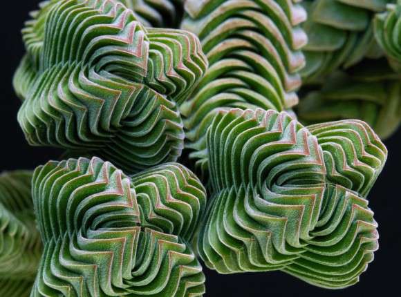 【画像】面白い見た目の植物【ブツブツ禁止】