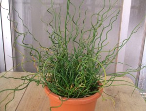 【画像】面白い見た目の植物【ブツブツ禁止】