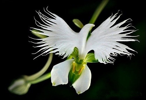 【画像】面白い見た目の植物【ブツブツ禁止】