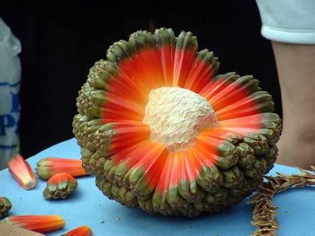 【画像】面白い見た目の植物【ブツブツ禁止】