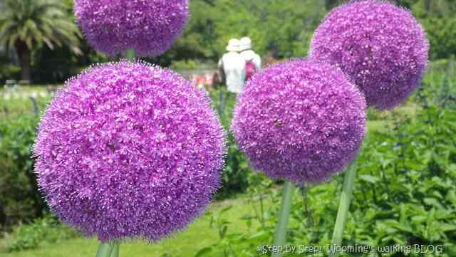 【画像】面白い見た目の植物【ブツブツ禁止】