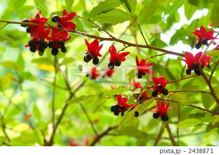 【画像】面白い見た目の植物【ブツブツ禁止】
