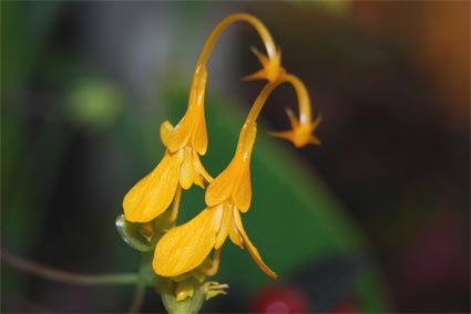 【画像】面白い見た目の植物【ブツブツ禁止】
