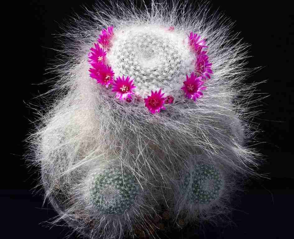 【画像】面白い見た目の植物【ブツブツ禁止】