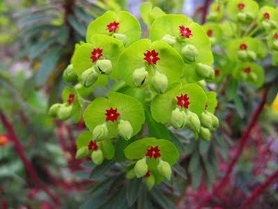 【画像】面白い見た目の植物【ブツブツ禁止】