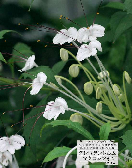 【画像】面白い見た目の植物【ブツブツ禁止】