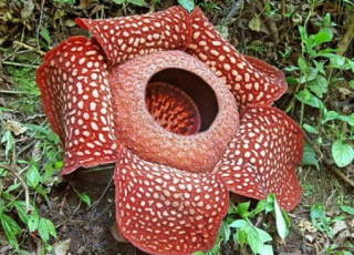 【画像】面白い見た目の植物【ブツブツ禁止】