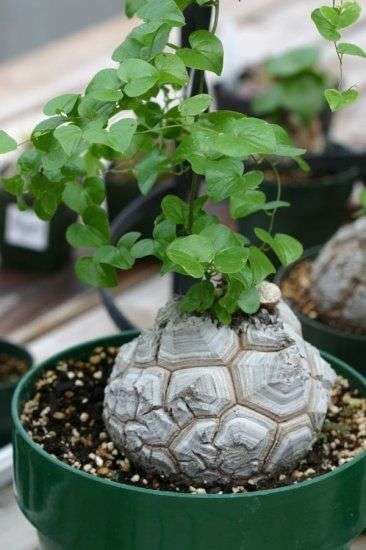 【画像】面白い見た目の植物【ブツブツ禁止】