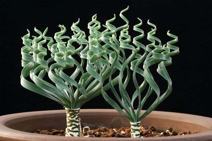 【画像】面白い見た目の植物【ブツブツ禁止】