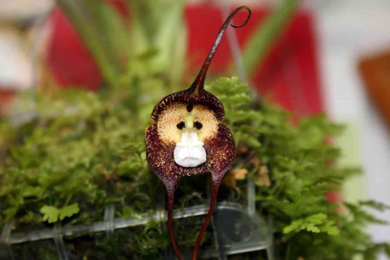 【画像】面白い見た目の植物【ブツブツ禁止】