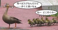 カルガモ一家に緊急事態！子ガモが小さな穴から側溝に次々と落下