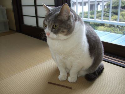 おデブで可愛らしい動物画像