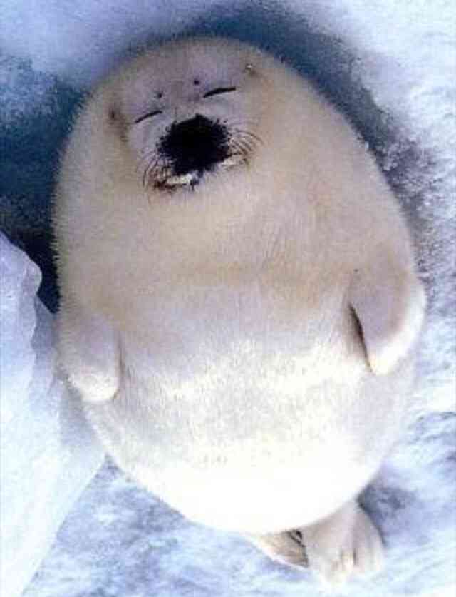 おデブで可愛らしい動物画像