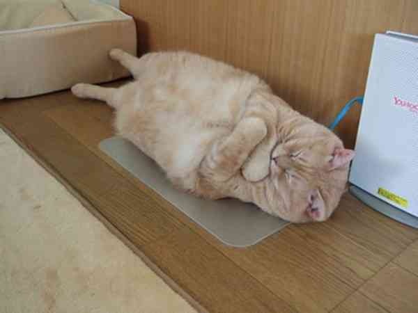 おデブで可愛らしい動物画像