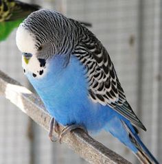 おデブで可愛らしい動物画像
