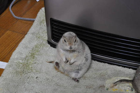 おデブで可愛らしい動物画像