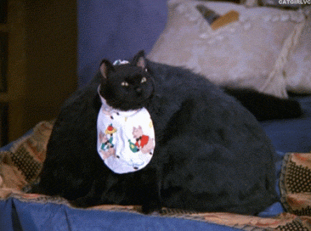 おデブで可愛らしい動物画像
