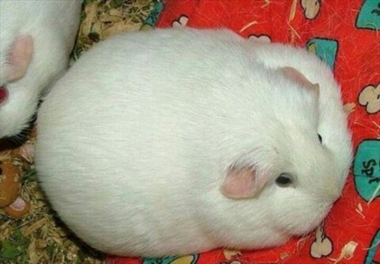 おデブで可愛らしい動物画像
