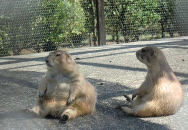 おデブで可愛らしい動物画像