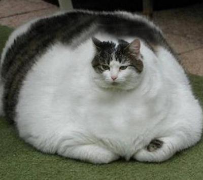 おデブで可愛らしい動物画像