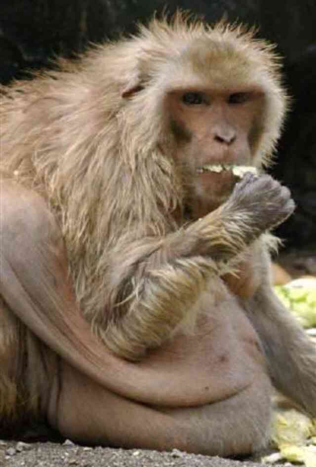 おデブで可愛らしい動物画像