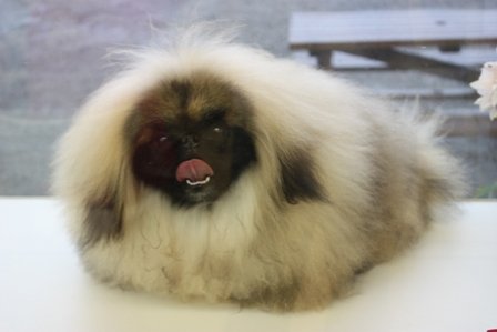 かわいいと思えない動物。