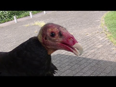 かわいいと思えない動物。