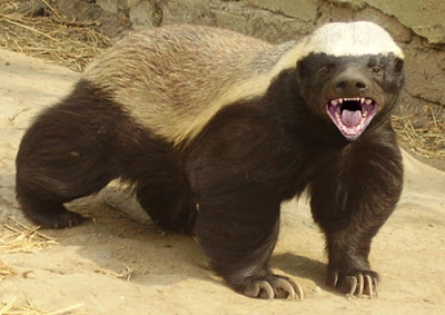 かわいいと思えない動物。