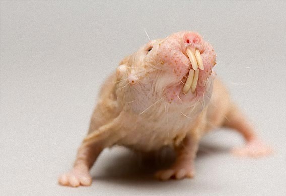 かわいいと思えない動物。