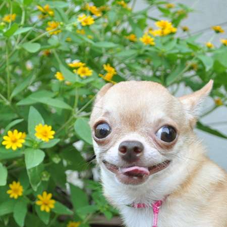 かわいいと思えない動物。