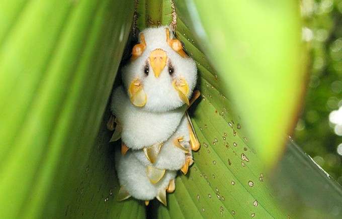 かわいいと思えない動物。